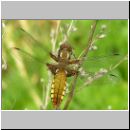 Libellula depressa - Plattbauch w02.jpg